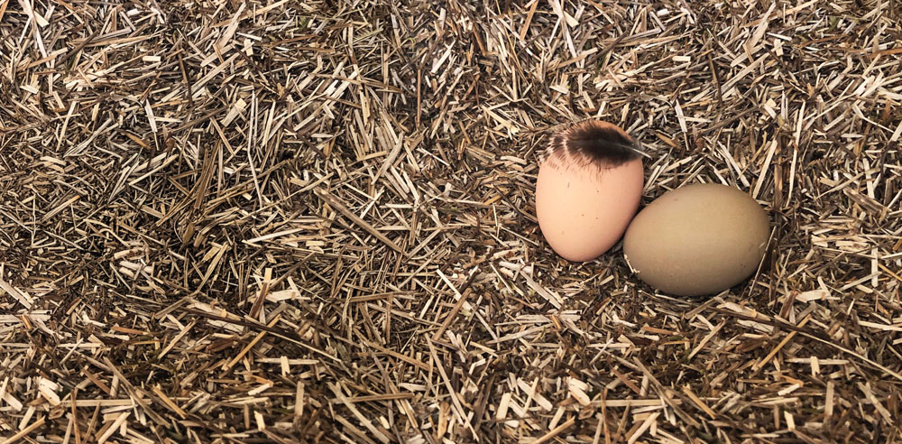 neue-produkte-hanflinge_header